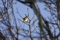 Yellowhammer