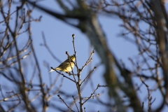 Yellowhammer