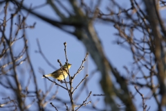 Yellowhammer