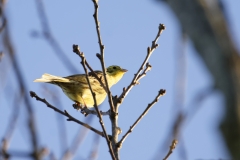 Yellowhammer