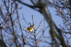 Yellowhammer