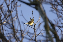 Yellowhammer