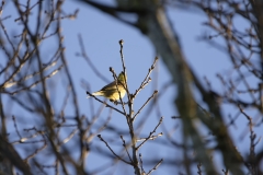 Yellowhammer