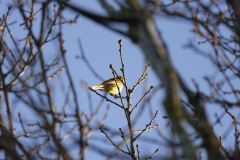 Yellowhammer