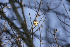 Yellowhammer