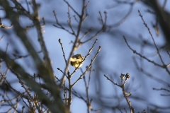 Yellowhammer