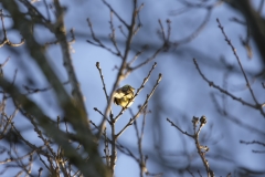 Yellowhammer