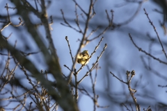 Yellowhammer