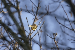 Yellowhammer