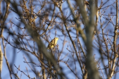 Yellowhammer