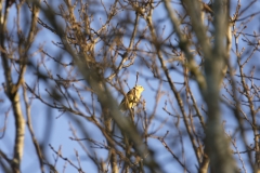 Yellowhammer