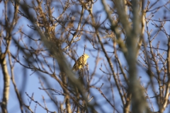 Yellowhammer