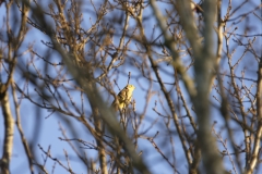 Yellowhammer