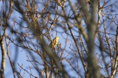 Yellowhammer