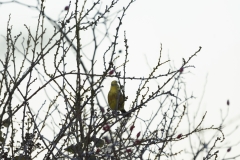 Yellowhammer