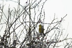 Yellowhammer