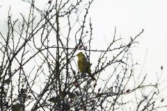 Yellowhammer