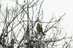 Yellowhammer