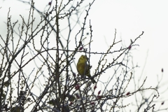 Yellowhammer