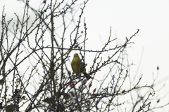 Yellowhammer