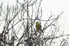 Yellowhammer