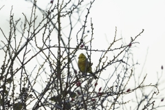 Yellowhammer