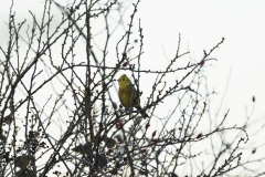 Yellowhammer