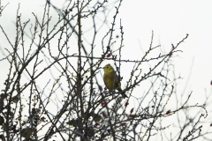 Yellowhammer