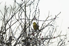 Yellowhammer