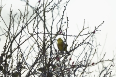 Yellowhammer