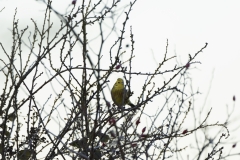 Yellowhammer