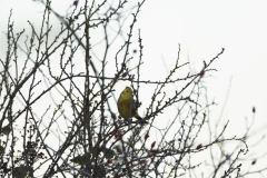 Yellowhammer