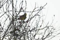 Yellowhammer