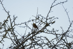 Yellowhammer