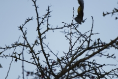 Yellowhammer in Flight