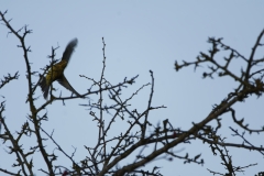 Yellowhammer in Flight