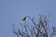 Yellowhammer