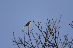 Yellowhammer