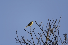 Yellowhammer