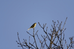 Yellowhammer