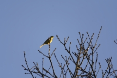 Yellowhammer