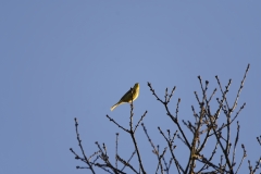 Yellowhammer