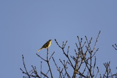 Yellowhammer