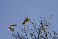 Yellowhammer