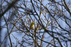 Yellowhammer