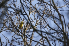 Yellowhammer