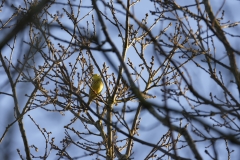 Yellowhammer