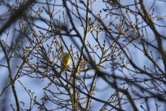 Yellowhammer