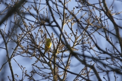 Yellowhammer