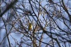 Yellowhammer